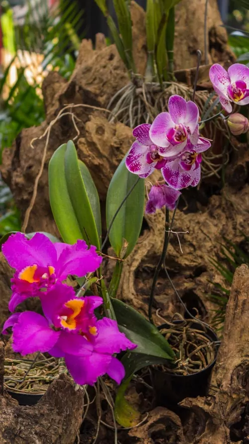 Giardino botanico Madrid
