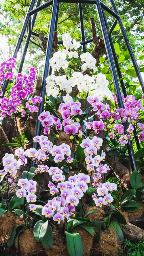 Giardino botanico di Madrid
