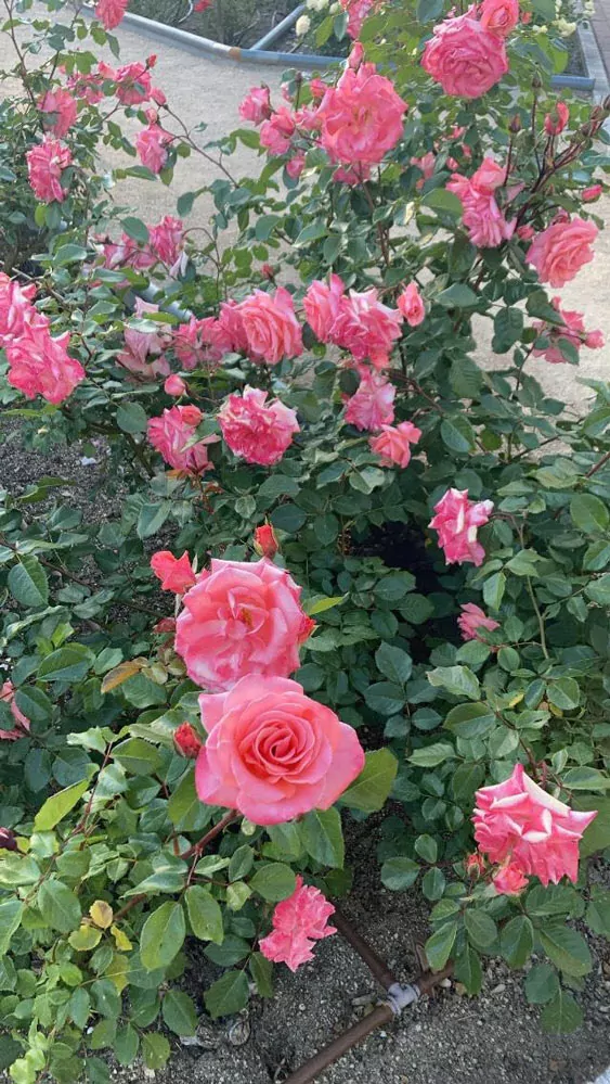 Parco Rosaleda a Madrid