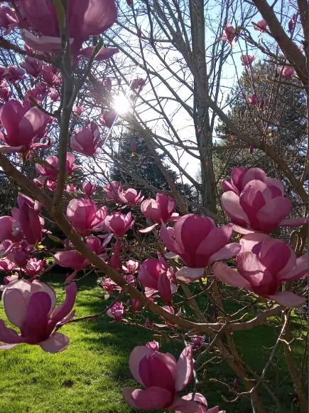 madrid i fiori dei parchi